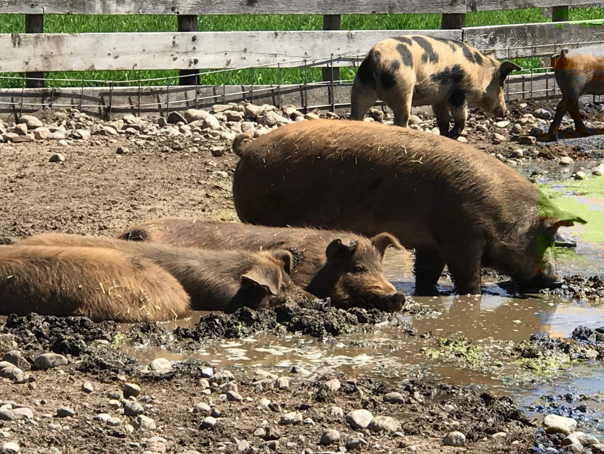 Hogs And Kisses