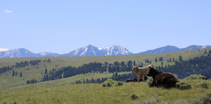 P Bar Ranch Pastured Raised Cattle