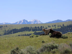 P Bar Ranch Pastured Raised Cattle