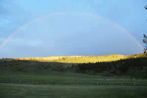 P Bar Ranch Pastured Raised Cattle Beef