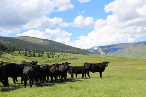 Hay Mama Pastured Raised Cattle Beef