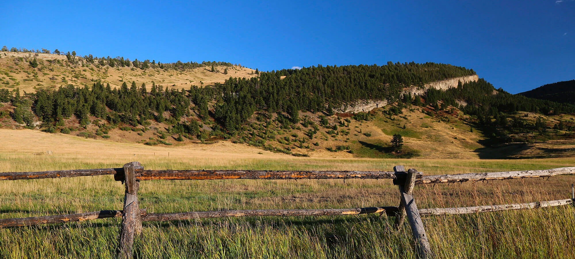 P Bar Ranch Pastured Raised Cattle Beef