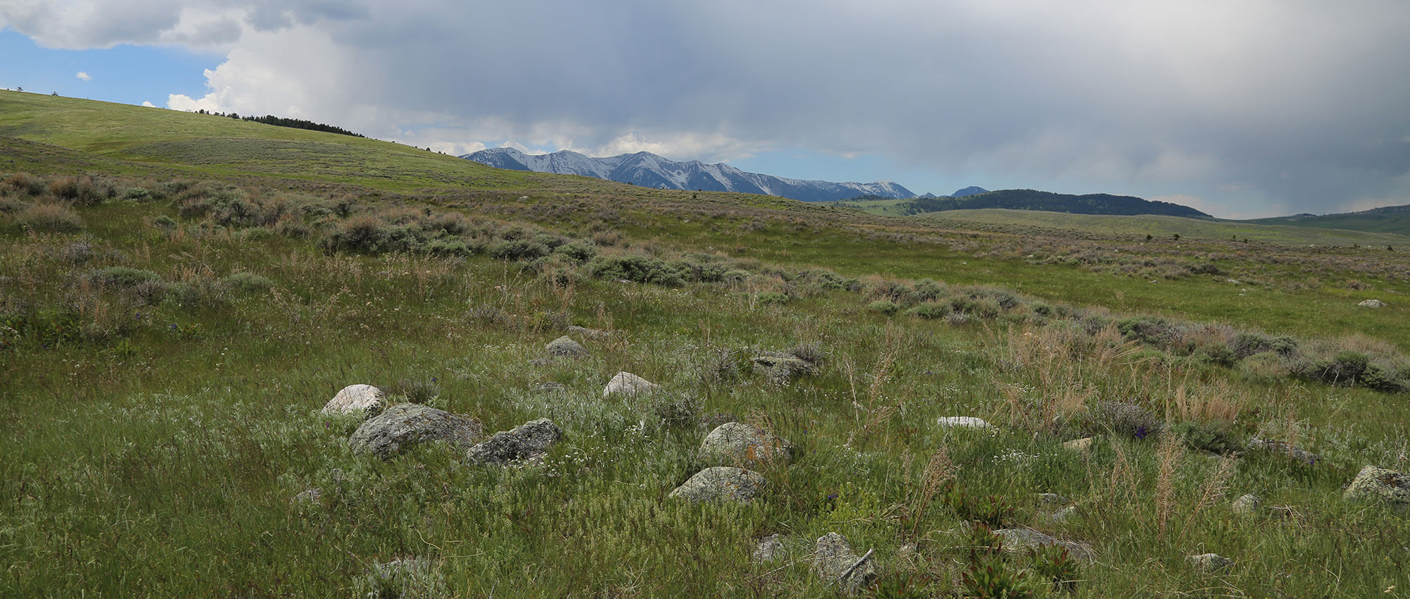 Hay Mama Pastured Raised Cattle Beef